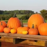 Cullen Pumpkin Farm photo