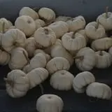 Cullen Pumpkin Farm photo