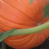 Cullen Pumpkin Farm photo