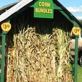 Cullen Pumpkin Farm photo
