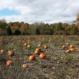 Cullen Pumpkin Farm photo