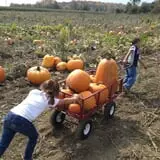 Cullen Pumpkin Farm photo