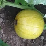 Cullen Pumpkin Farm photo
