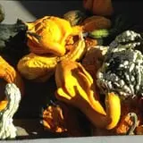 Cullen Pumpkin Farm photo