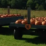 Cullen Pumpkin Farm photo