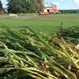 Cullen Pumpkin Farm photo