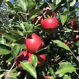Clearview Orchards photo