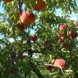 Clearview Orchards photo