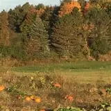 Clearview Orchards photo