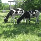 Clearview Orchards photo