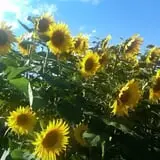 Clearview Orchards photo