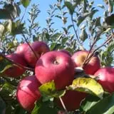 Clearview Orchards photo
