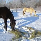 Clearview Orchards photo
