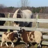 Clearview Orchards photo
