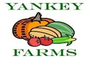 Yankey Farms Pumpkin Patch