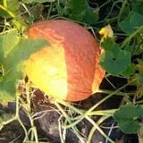 Green Acres Farm photo