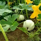 Green Acres Farm photo