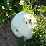 Green Acres Farm photo
