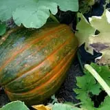 Green Acres Farm photo