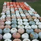 Green Acres Farm photo