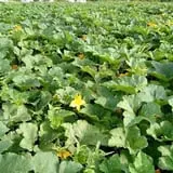 Green Acres Farm photo