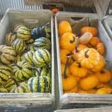 Green Acres Farm photo