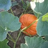Green Acres Farm photo