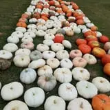 Green Acres Farm photo