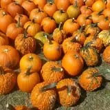 Green Acres Farm photo