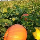 Green Acres Farm photo