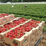 Green Acres Farm photo