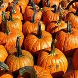 Green Acres Farm photo
