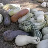 Green Acres Farm photo