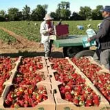 Green Acres Farm photo