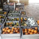 Green Acres Farm photo