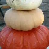 Green Acres Farm photo