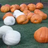 Green Acres Farm photo