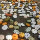 Green Acres Farm photo