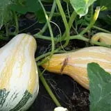 Green Acres Farm photo