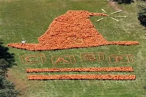 ASP Pumpkin Patch