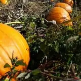 Meadowlark Farm photo