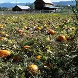 Meadowlark Farm photo