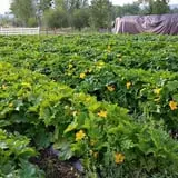 Meadowlark Farm photo