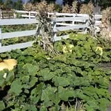 Meadowlark Farm photo