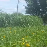 Meadowlark Farm photo