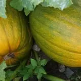 Meadowlark Farm photo