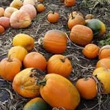 Meadowlark Farm photo