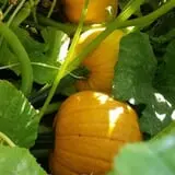 Meadowlark Farm photo