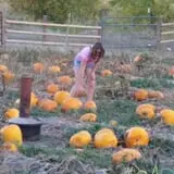 Meadowlark Farm photo