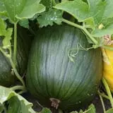 Meadowlark Farm photo